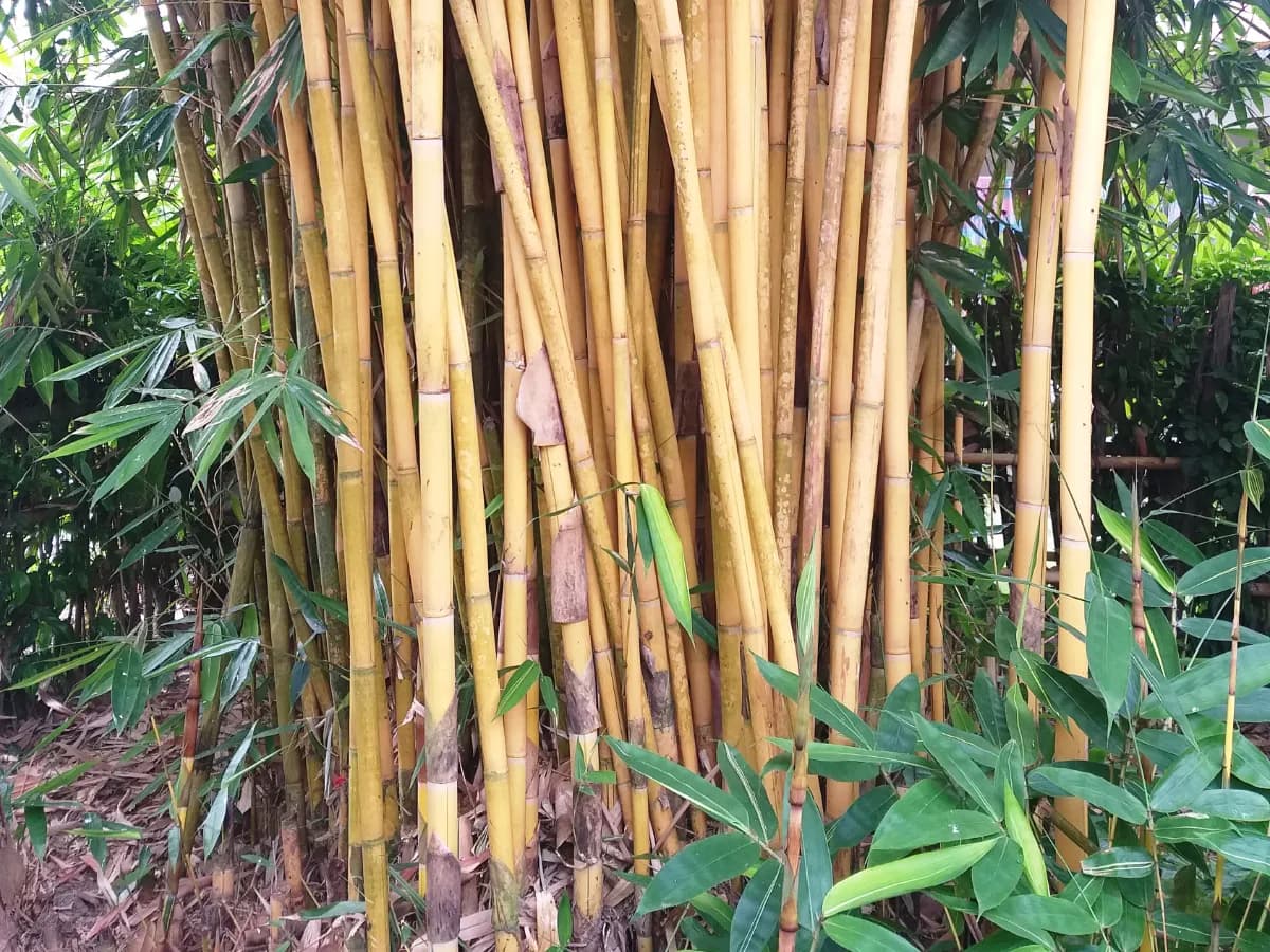 Bambu