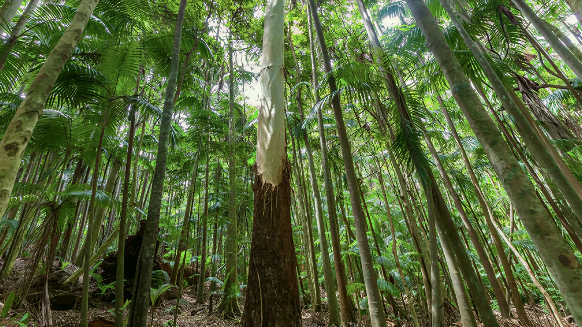 Kayu Eucalyptus Grandis: Cepat Tumbuh, Kuat, dan Mulai Jadi Andalan Furniture Modern