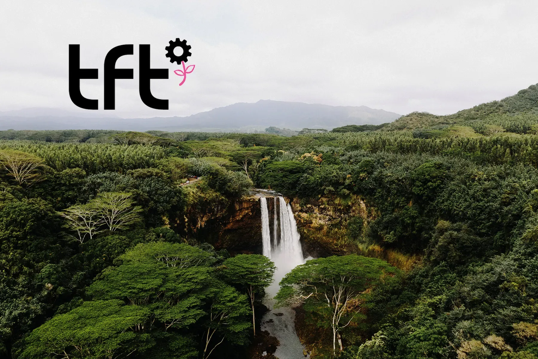 The Forest Trust (TFT): Organisasi di Balik Perubahan Industri Kayu dan Supply Chain Global