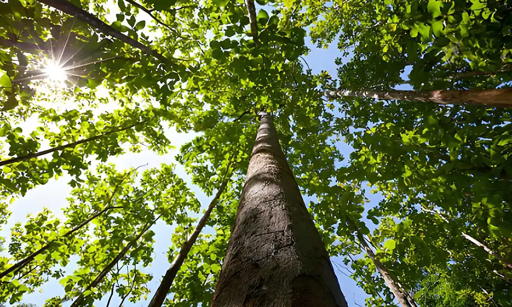 Kayu Jati (Tectona grandis): Karakter, Keunggulan, dan Aplikasi untuk Furniture
