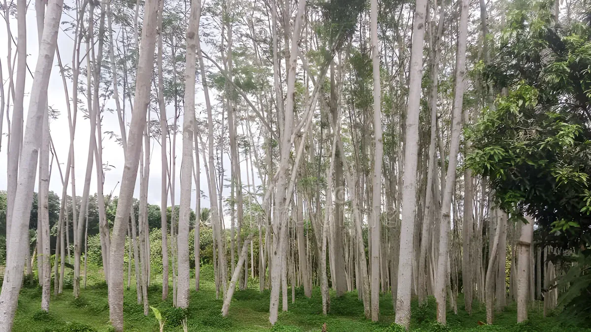 Kayu Sengon: Ringan, Cepat Tumbuh, dan Tulang Punggung Industri Kayu Modern