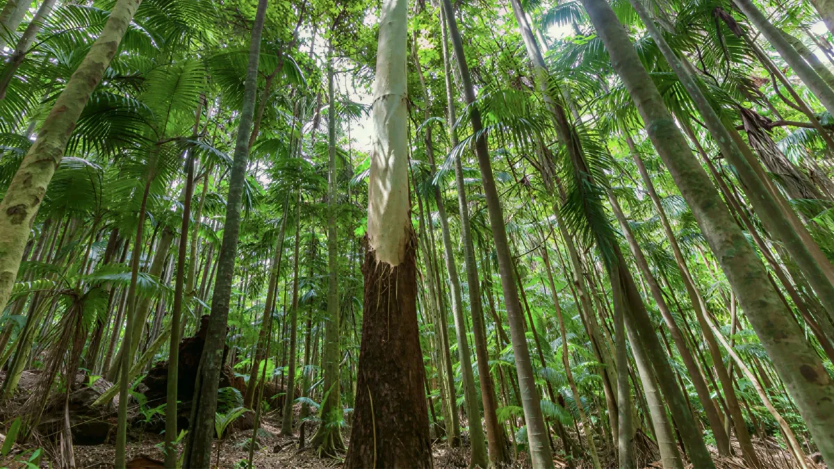 Kayu Eucalyptus Grandis: Cepat Tumbuh, Kuat, dan Mulai Jadi Andalan Furniture Modern