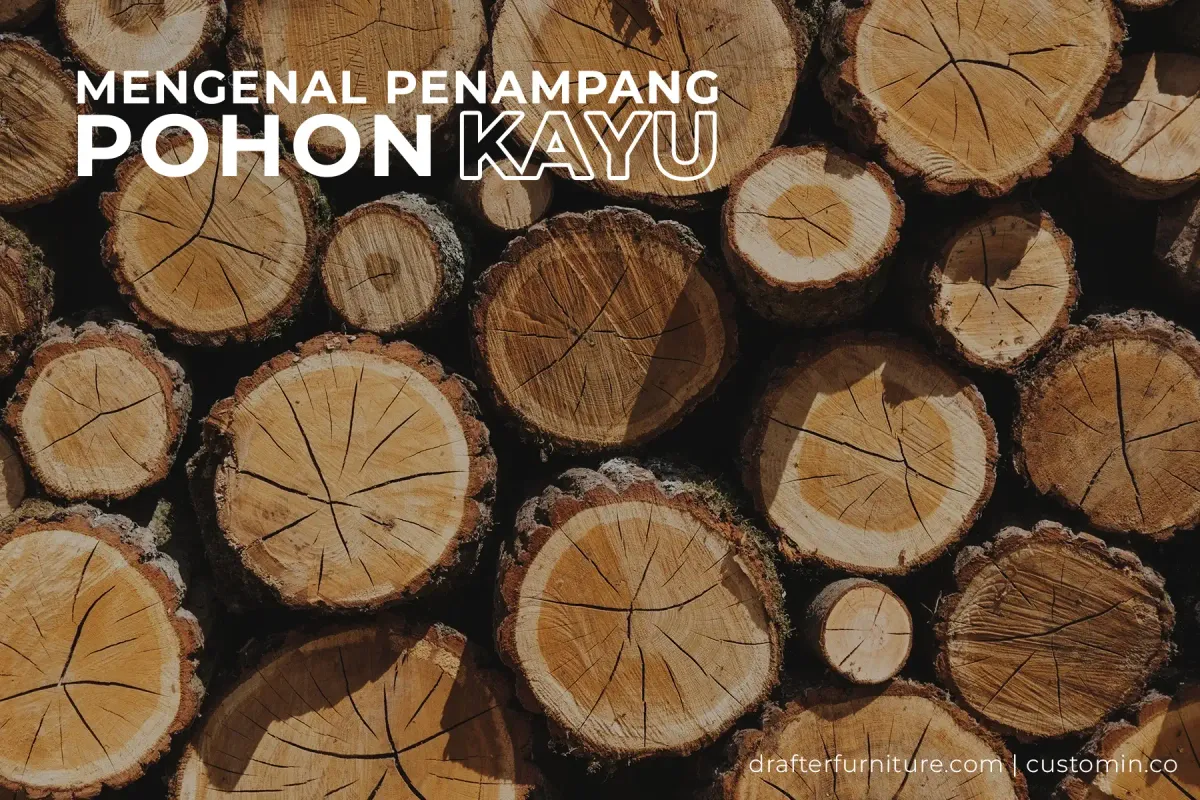 Penampang Pohon Kayu Bulat: Struktur, Fungsi, dan Cara Membacanya untuk Dunia Furniture