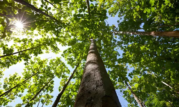 Kayu Jati (Tectona grandis): Karakter, Keunggulan, dan Aplikasi untuk Furniture