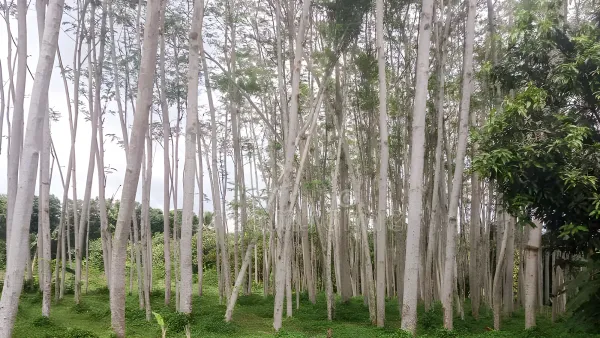Kayu Sengon: Ringan, Cepat Tumbuh, dan Tulang Punggung Industri Kayu Modern