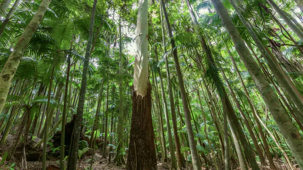 Kayu Eucalyptus Grandis: Cepat Tumbuh, Kuat, dan Mulai Jadi Andalan Furniture Modern