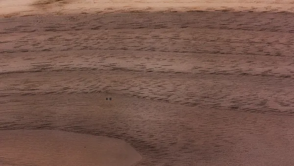 Kayu Black Walnut: Kayu Premium dengan Warna Gelap yang Ikonik